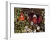 Two Clownfish Among Anemone Tentacles, Raja Ampat, Indonesia-null-Framed Photographic Print