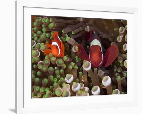 Two Clownfish Among Anemone Tentacles, Raja Ampat, Indonesia-null-Framed Photographic Print