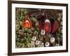 Two Clownfish Among Anemone Tentacles, Raja Ampat, Indonesia-null-Framed Photographic Print