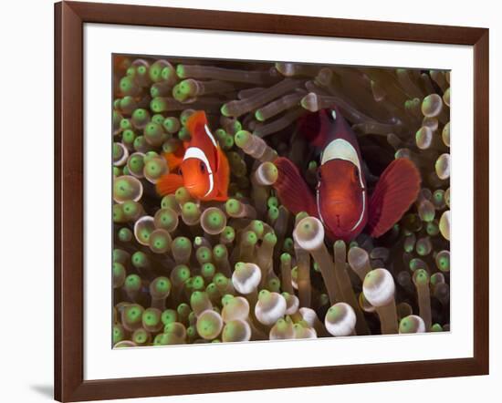 Two Clownfish Among Anemone Tentacles, Raja Ampat, Indonesia-null-Framed Photographic Print