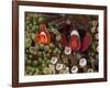 Two Clownfish Among Anemone Tentacles, Raja Ampat, Indonesia-null-Framed Photographic Print