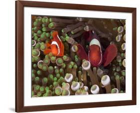 Two Clownfish Among Anemone Tentacles, Raja Ampat, Indonesia-null-Framed Photographic Print