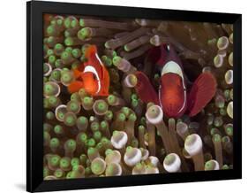 Two Clownfish Among Anemone Tentacles, Raja Ampat, Indonesia-null-Framed Photographic Print