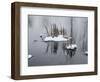 Two Cluster Of Reeds In Snow On Icy Pond-Anthony Paladino-Framed Giclee Print