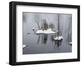 Two Cluster Of Reeds In Snow On Icy Pond-Anthony Paladino-Framed Giclee Print