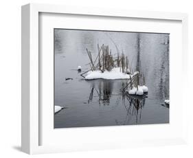 Two Cluster Of Reeds In Snow On Icy Pond-Anthony Paladino-Framed Giclee Print