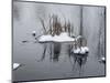 Two Cluster Of Reeds In Snow On Icy Pond-Anthony Paladino-Mounted Giclee Print