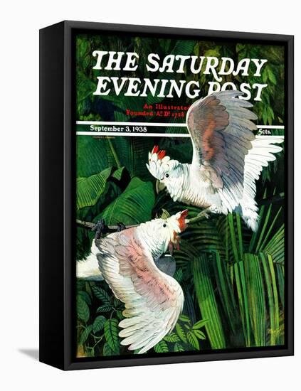 "Two Cockatoos," Saturday Evening Post Cover, September 3, 1938-Julius Moessel-Framed Stretched Canvas