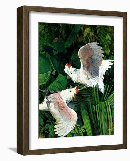 "Two Cockatoos,"September 3, 1938-Julius Moessel-Framed Giclee Print