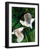 "Two Cockatoos,"September 3, 1938-Julius Moessel-Framed Giclee Print