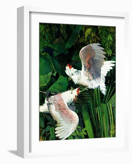 "Two Cockatoos,"September 3, 1938-Julius Moessel-Framed Giclee Print