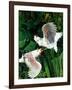 "Two Cockatoos,"September 3, 1938-Julius Moessel-Framed Giclee Print