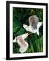 "Two Cockatoos,"September 3, 1938-Julius Moessel-Framed Giclee Print