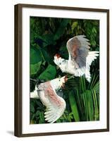 "Two Cockatoos,"September 3, 1938-Julius Moessel-Framed Giclee Print