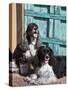 Two Cocker Spaniels in Front of an Old Southwestern Style Doorway, New Mexico, USA-Zandria Muench Beraldo-Stretched Canvas