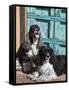 Two Cocker Spaniels in Front of an Old Southwestern Style Doorway, New Mexico, USA-Zandria Muench Beraldo-Framed Stretched Canvas