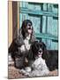 Two Cocker Spaniels in Front of an Old Southwestern Style Doorway, New Mexico, USA-Zandria Muench Beraldo-Mounted Premium Photographic Print