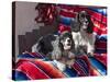 Two Cocker Spaniels Together on a Mexican Blanket, New Mexico, USA-Zandria Muench Beraldo-Stretched Canvas