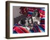 Two Cocker Spaniels Together on a Mexican Blanket, New Mexico, USA-Zandria Muench Beraldo-Framed Photographic Print