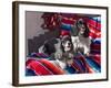 Two Cocker Spaniels Together on a Mexican Blanket, New Mexico, USA-Zandria Muench Beraldo-Framed Photographic Print