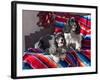 Two Cocker Spaniels Together on a Mexican Blanket, New Mexico, USA-Zandria Muench Beraldo-Framed Photographic Print