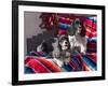 Two Cocker Spaniels Together on a Mexican Blanket, New Mexico, USA-Zandria Muench Beraldo-Framed Photographic Print