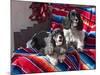 Two Cocker Spaniels Together on a Mexican Blanket, New Mexico, USA-Zandria Muench Beraldo-Mounted Photographic Print