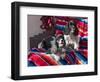 Two Cocker Spaniels Together on a Mexican Blanket, New Mexico, USA-Zandria Muench Beraldo-Framed Photographic Print