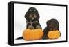 Two Cockerpoo Puppies with Pumpkins-Mark Taylor-Framed Stretched Canvas