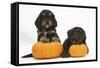 Two Cockerpoo Puppies with Pumpkins-Mark Taylor-Framed Stretched Canvas
