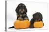 Two Cockerpoo Puppies with Pumpkins-Mark Taylor-Stretched Canvas