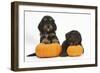 Two Cockerpoo Puppies with Pumpkins-Mark Taylor-Framed Photographic Print