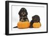 Two Cockerpoo Puppies with Pumpkins-Mark Taylor-Framed Photographic Print