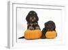 Two Cockerpoo Puppies with Pumpkins-Mark Taylor-Framed Photographic Print