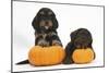 Two Cockerpoo Puppies with Pumpkins-Mark Taylor-Mounted Photographic Print