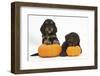 Two Cockerpoo Puppies with Pumpkins-Mark Taylor-Framed Photographic Print