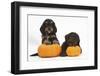 Two Cockerpoo Puppies with Pumpkins-Mark Taylor-Framed Photographic Print