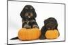 Two Cockerpoo Puppies with Pumpkins-Mark Taylor-Mounted Photographic Print