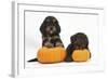 Two Cockerpoo Puppies with Pumpkins-Mark Taylor-Framed Photographic Print