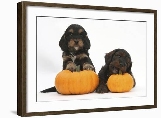 Two Cockerpoo Puppies with Pumpkins-Mark Taylor-Framed Photographic Print