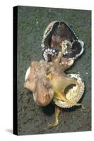 Two Coconut Octopus Wrestling over Clam Shells, Indonesia-null-Stretched Canvas