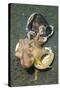 Two Coconut Octopus Wrestling over Clam Shells, Indonesia-null-Stretched Canvas