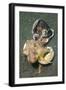 Two Coconut Octopus Wrestling over Clam Shells, Indonesia-null-Framed Photographic Print