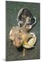 Two Coconut Octopus Wrestling over Clam Shells, Indonesia-null-Mounted Photographic Print