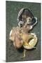 Two Coconut Octopus Wrestling over Clam Shells, Indonesia-null-Mounted Photographic Print