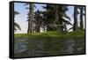 Two Coelophysis Dinosaurs Running Along the Edge of Swampy Water-null-Framed Stretched Canvas