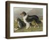 Two Collies, Rough and Smooth-Coated Tricolour-null-Framed Photographic Print