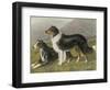 Two Collies, Rough and Smooth-Coated Tricolour-null-Framed Photographic Print