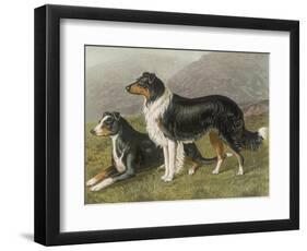 Two Collies, Rough and Smooth-Coated Tricolour-null-Framed Photographic Print