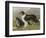 Two Collies, Rough and Smooth-Coated Tricolour-null-Framed Photographic Print